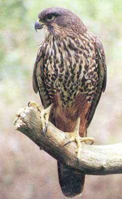 nz_falcon