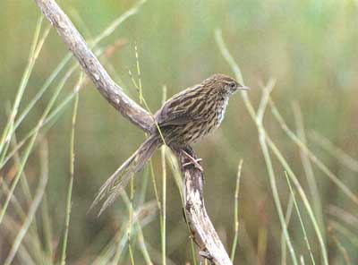 North Island fernbird can habitate due to conservation efforts