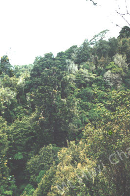 big_rimu on Trust Land