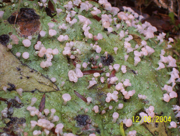 Some groovy fungi found on Mount Hiwi Conservation Land