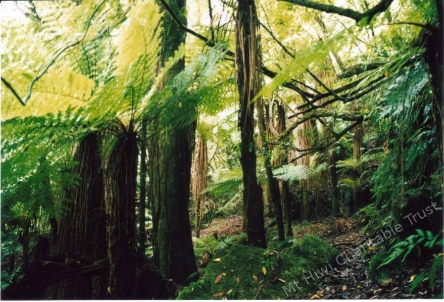 Wonderful Tree Ferns abound providing canopy and habitat