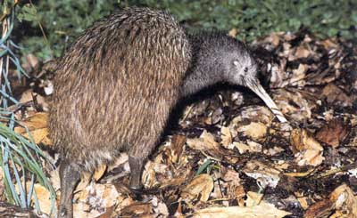 Kiwi, Spotted Crake, Grey Teal, Falcon