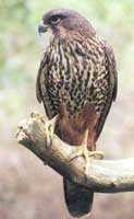 nz_falcon
