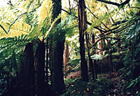 punga grove on conservation land