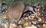 nz_brown_kiwi