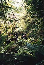 Track in Charitable Trust Land