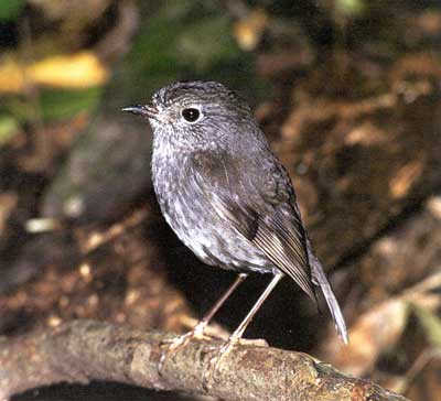 North Island Robin