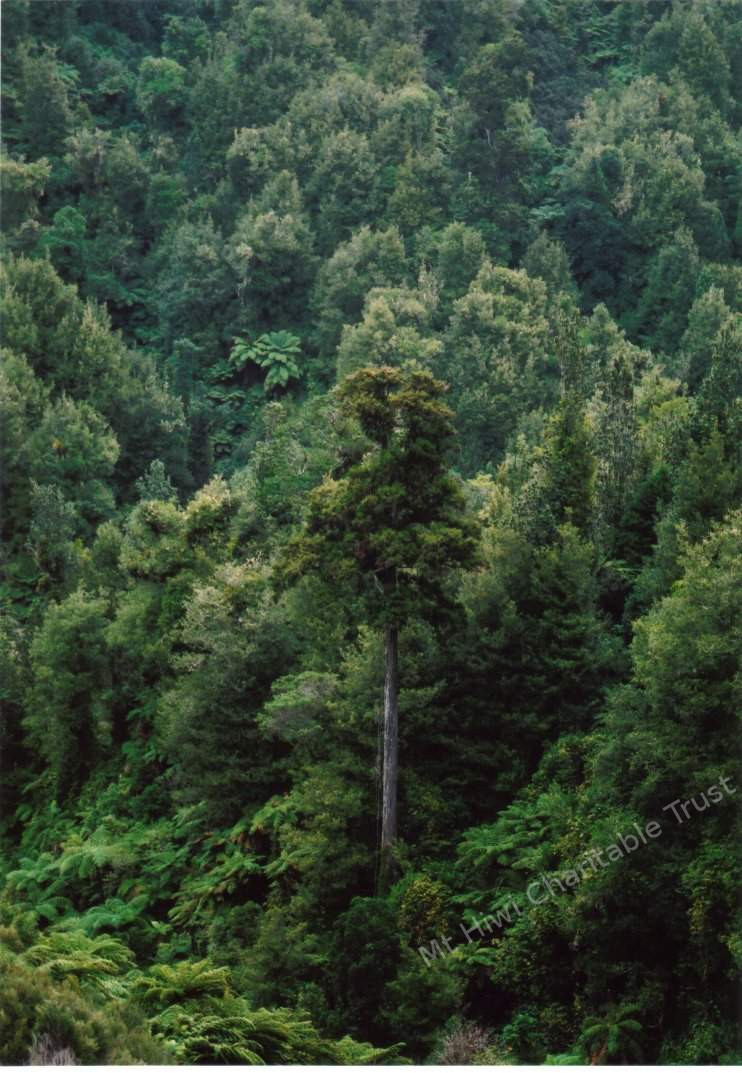 How_tall_is_that_tree