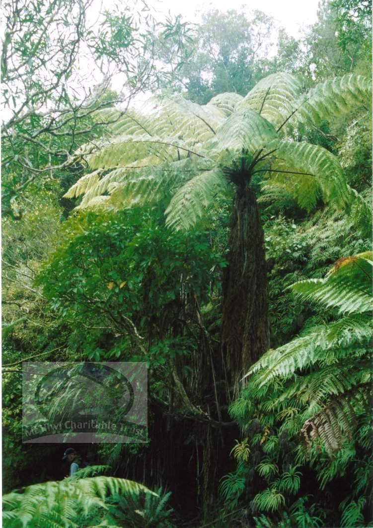 STunning_tree_fern